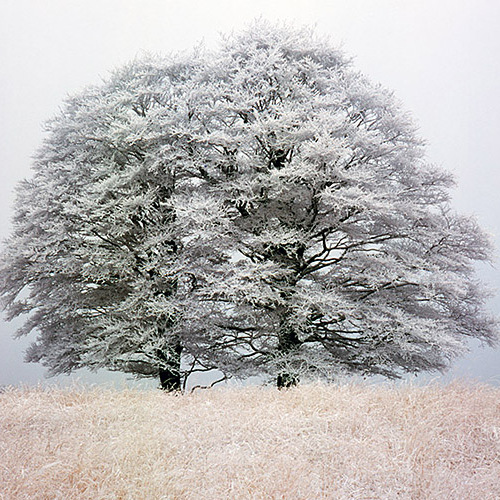 Winter in de Kampina