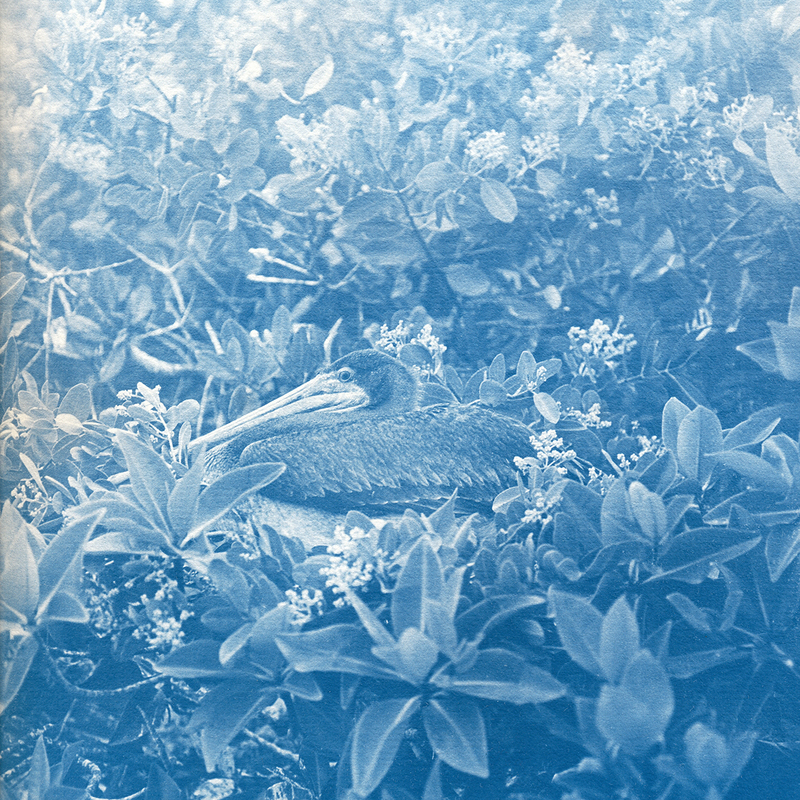 Galapagos cyanotype