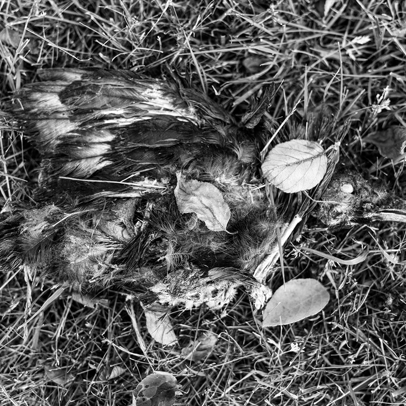 Parodie op Jheronimus Bosch snavelbeest uit 'verzoeking van de heilige Antonius'