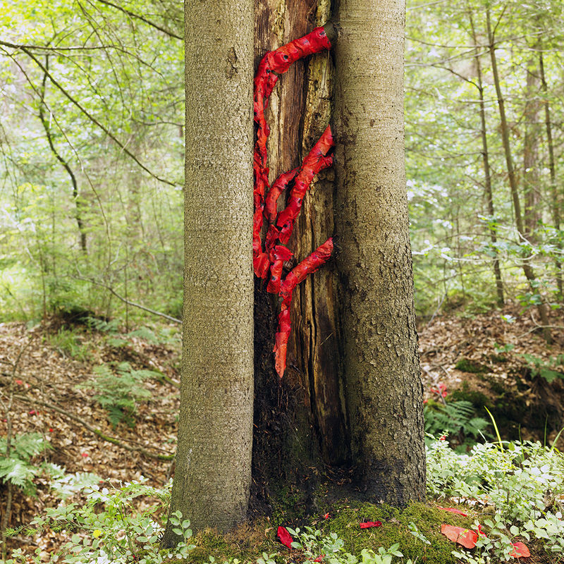 Landart. Flower leafs and forest