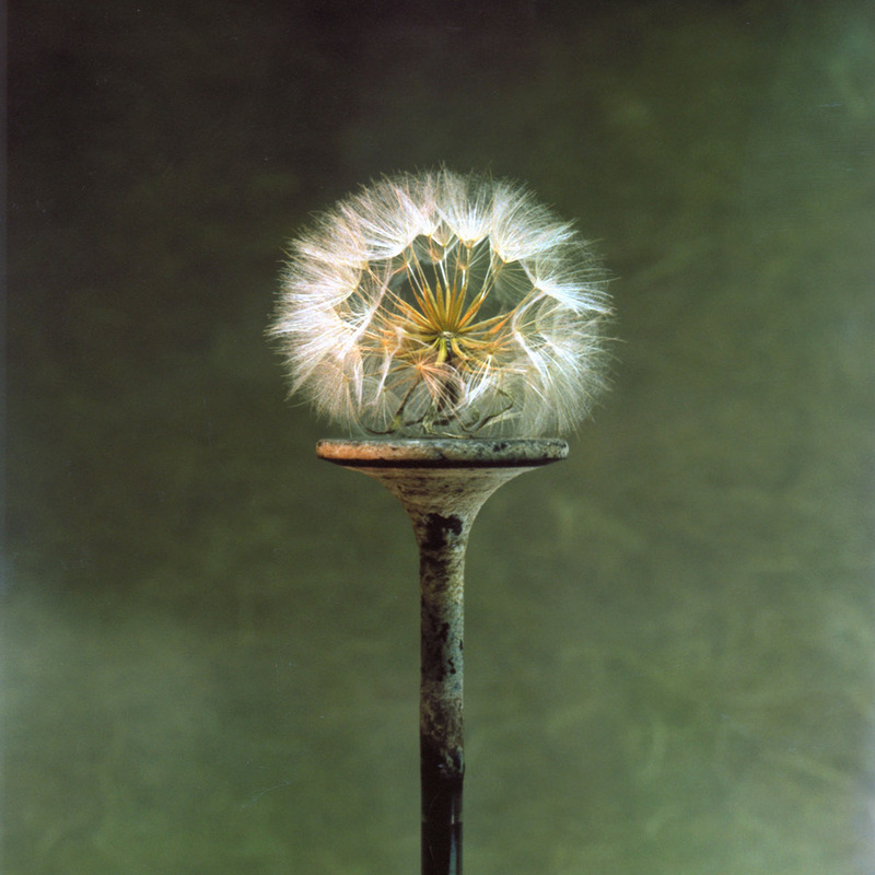 4x5 Polaroid