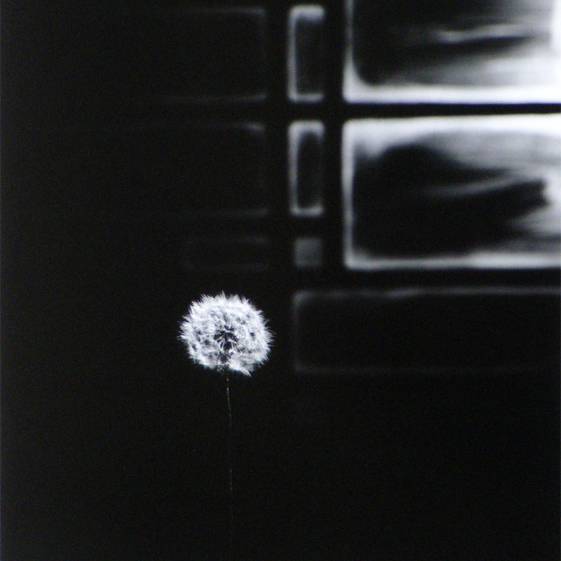 Paardenbloem met glas in lood