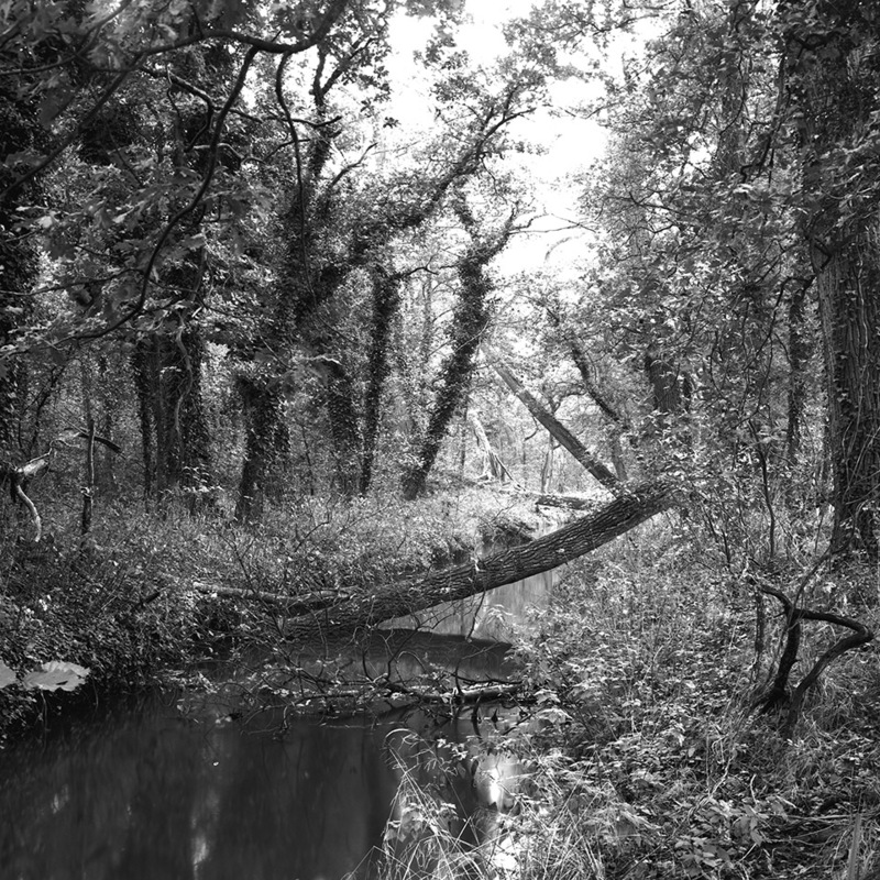 Silver gelatin print from 4x5 film